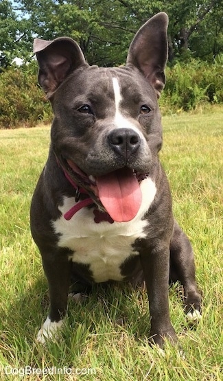 A happy looking, thick blue nose American Bully Pit is sitting in grass and looking forward. Her mouth is open and tongue is out. It looks like she is smiling.