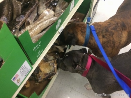 A blue nose American Bully Pit and a brown brindle Boxer are digging into a shelf at a store.