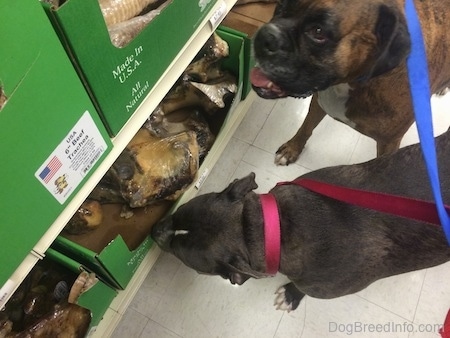 A blue nose American Bully Pit is sniffing a bottom shelf of dog bones. There is a brown brindle Boxer looking up at the second shelf.