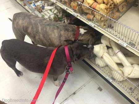 A blue nose American Bully Pit and a blue nose Pit Bull Terrier are digging there noses in a shelf of bones at a store.