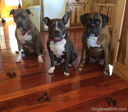 Three Dogs are sitting on a hardwood floor and they are looking forward.