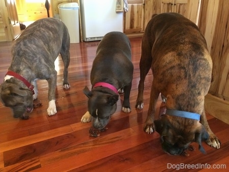 Three Dogs are standing on a hardwood floor and they are eating treats off of a floor.