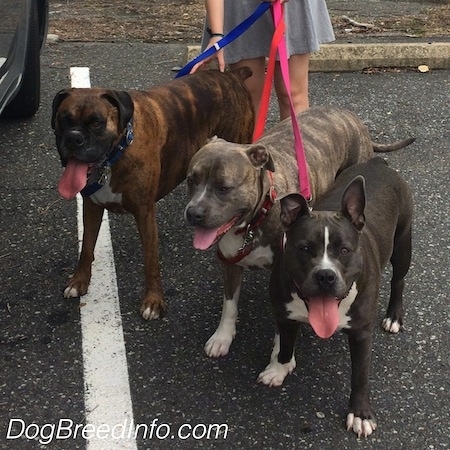 A blue nose American Bully Pit, a blue nose Pit Bull Terrier and a brown and black with white Boxer are standing in a parking lot. There mouths are open and there tongues are out.
