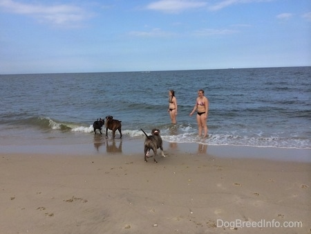 A blue nose American Bully Pit and a brown brindle Boxer are jumping over an incoming wave. A blue nose Pit Bull Terrier is looking over at the other two dogs.