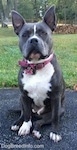 A blue nose American Bully Pit is sitting on a blacktop surface and she is looking forward. Both of her ears are up.