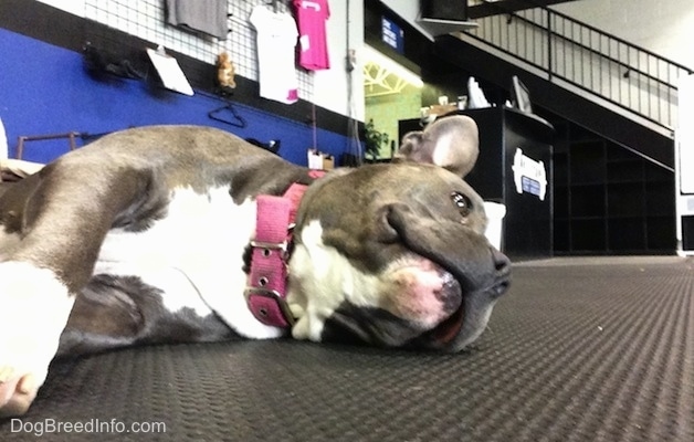 A blue nose American Bully Pit is laying on her side on a rubber mat at a Crossfit Gym.