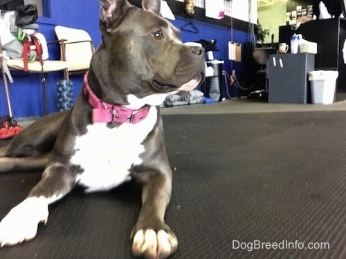 A blue nose American Bully Pit is laying on a rubber mat in a crossfit gym looking to the right with an alert look on her face.