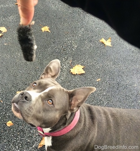 A person is holding a piece of a dead mole in her hand above the head of a blue nose American Bully Pit dog who is looking up at the dead animal. She is standing on a blacktop surface.