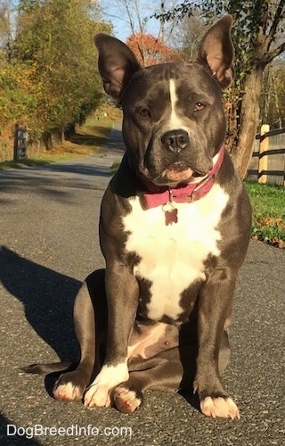 A perk-eared, wide-chested, blue nose American Bully Pit is sitting in a driveway and she is looking forward. Her head is slightly tilted to the left. Both of her ears are up.