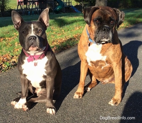 A blue nose American Bully Pit is sitting on a black top surface next to a brown brindle Boxer dog with a wooden playground in the yard behind them.