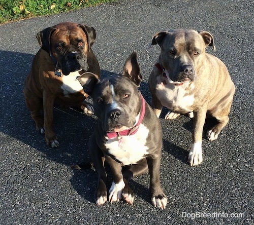 A blue nose American Bully Pit, a blue nose Pit Bull Terrier and a brown brindle Boxer are sitting on a blacktop surface. They are all looking up.