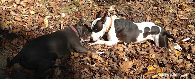 A blue nose American Bully Pit and a black and white Frenchie Staffie dog are laying face to face in fallen brown leaves and sharing a stick.