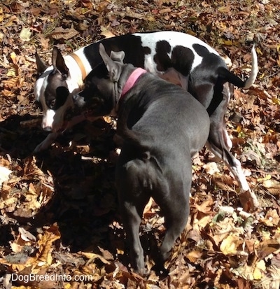 The back of a blue nose American Bully Pit is standing on leaves next to a black and white Frenchie Staffie. They are playing with a stick.
