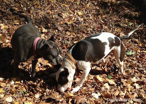 Two Dogs are standing in a yard filled with leaves. A black and white Frenchie Staffie is chewing on a stick and next to him is a blue nose American Bully Pit dog that is sniffing the Frenchie Staffie.