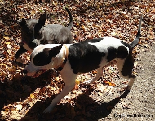 A black and white Frenchie Staffie is walking across a rock path with a stick in its mouth. There is a blue nose American Bully Pit that is walking alongside him wanting to get the stick.
