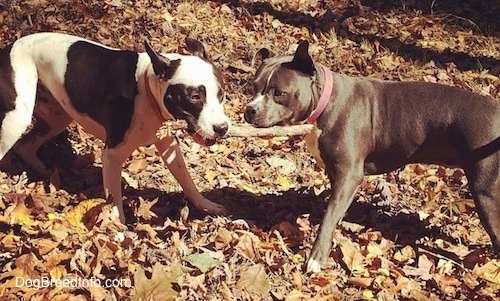 A black and white Frenchie Staffie and a blue nose American Bully Pit are chewing on a stick together.