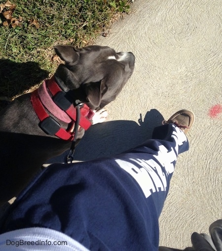 A person in blue and white Penn State Sweats is being led on a walk by a blue nose American Bully Pit.