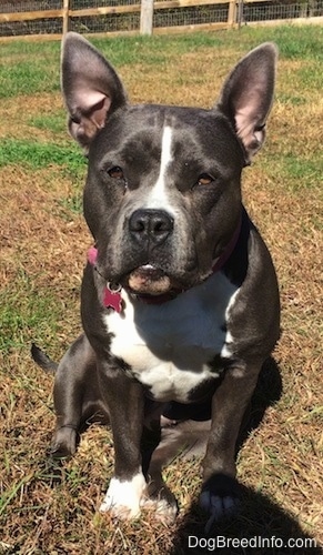 A wide-chested blue nose American Bully Pit is sitting in grass in looking forward. Both of her ears are up.