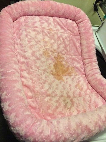 A pee stained pink crate liner that is laying on top of a washer.