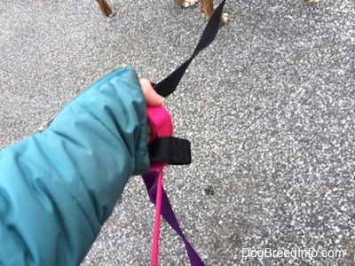 The hand of a person that is holding three leashes.