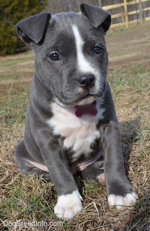 A blue nose American Bully Pit puppy is sitting on grass and she is looking down and forward. Her little ears are flopped over towards the front.