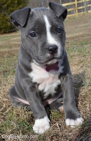 blue nose pitbull 8 months