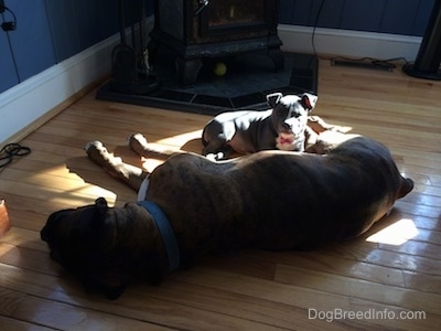 A brown with black and white Boxer is laying on his left side and in between his legs is a blue nose American Bully Pit puppy laying in a beam of sunlight.