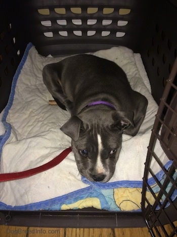 A blue nose American Bully Pit puppy is laying on a blanket inside of a crate.
