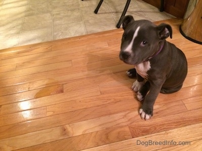 A blue nose American Bully Pit puppy is sitting near a puddle of urine on a hardwood floor.
