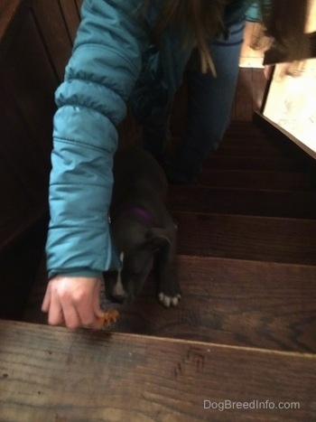 A person is standing behind a blue nose American Bully Pit puppy and holding a treat in her hand to lead the puppy up stairs.