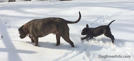 A blue nose Pit Bull Terrier is walking across a field of snow and running behind the Terrier is a blue nose American Bully Pit puppy.