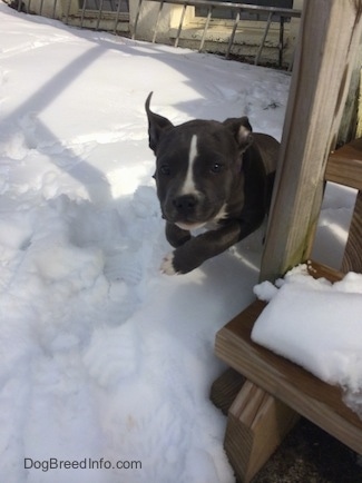 A blue nose American Bully Pit puppy is running next to a staircase with snow on it.