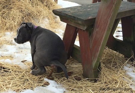 That back of a blue nose American Bully Pit puppy is pooping near a wooden bench.