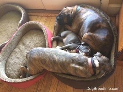 Top down view of Three dogs sleeping in the same dog bed with two empty beds next to them.