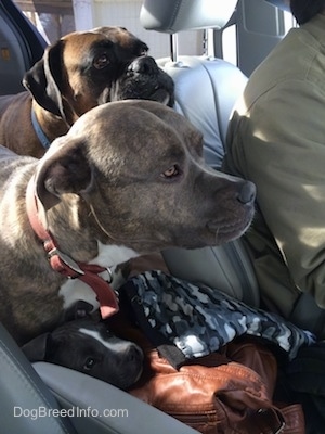 A brown with black and white Boxer and a blue nose Pitbull Terrier are looking out of the front window from the backseat of a vehicle with their heads next to a person driving.