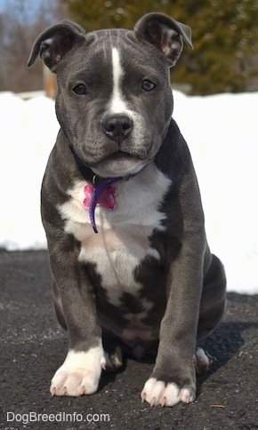 american bully 3 months