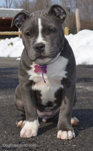 black bully puppy