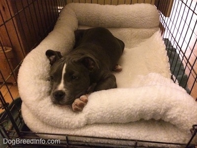 A blue nose American Bully Pit puppy is laying down on a folded sheep skin crate liner inside of a dog crate.