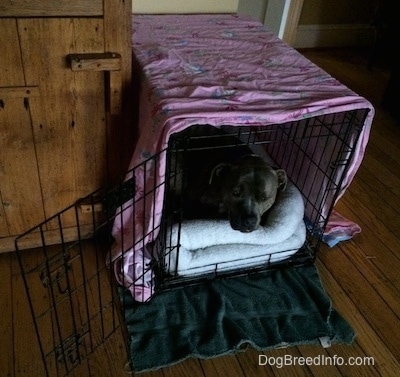 A blue nose Pit Bull Terrier is laying in a crate and looking out of the open door. The crate is covered with a pink sheet to make a dog den.