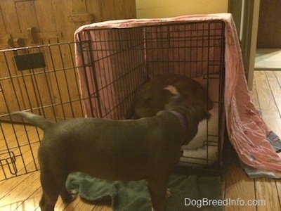 A blue nose American Bully Pit puppy is looking into the crate at a blue nose Pit Bull Terrier. The Pit Bull Terrier is curled up on a dog bed in the crate.