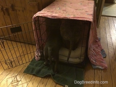 The back of a blue nose American Bully Pit puppy and A blue nose Pit Bull Terrier are both attempting to fit into a crate.