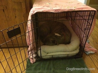 A blue nose Pit Bull Terrier is curled up and sleeping inside of a crate.