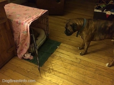 A brown with black and white Boxer is looking into a crate.