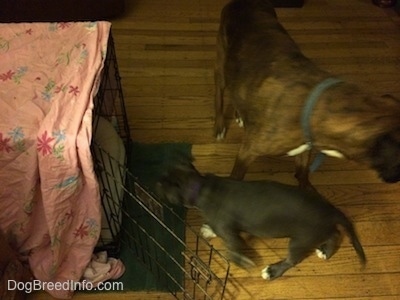 A blue nose American Bully Pit puppy is walking into a crate and a brown with black and white Boxer is walking away from the crate.