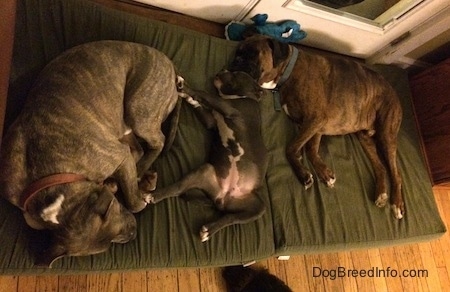 Three dogs are sleeping on a green orthopedic pillow. The puppy in the middle is belly up between the two older dogs.