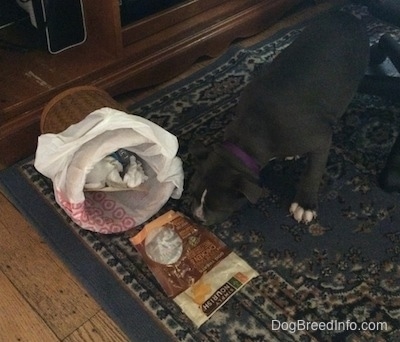 A blue nose American Bully Pit puppy is sniffing an empty snack bag that came out of a turned over trashcan.