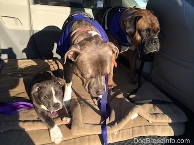 A blue nose American Bully Pit puppy is laying on a dog bed and a blue nose Pit Bull Terrier is standing next to a brown with black and white Boxer they are looking out of an open van door.