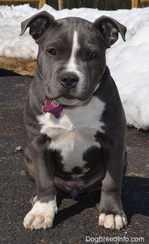 Close up - A thick, wide-chested, blue nose American Bully Pit puppy is sitting on a black top surface and looking forward. There is a large amount of snow behind her.