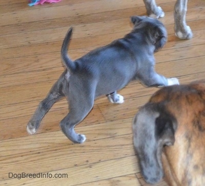 A blue nose American Bully Pit puppy is running across a hardwood floor with her tail up. A brown with black and white Boxer is looking at the puppy run.