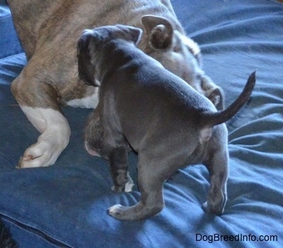 A blue nose Pit Bull Terrier is laying on a blue orthopedic dog bed and a blue nose American Bully Pit puppy is standing directly in front of the Pit Bull Terrier with her tail up in the air.